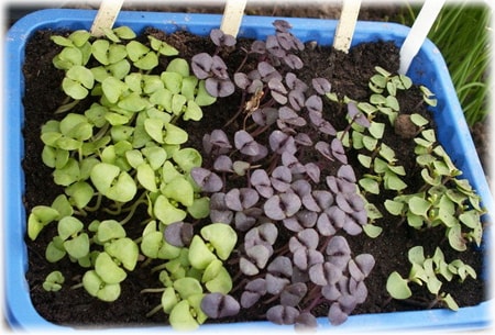 Funksjoner av voksende basilikum fra frø