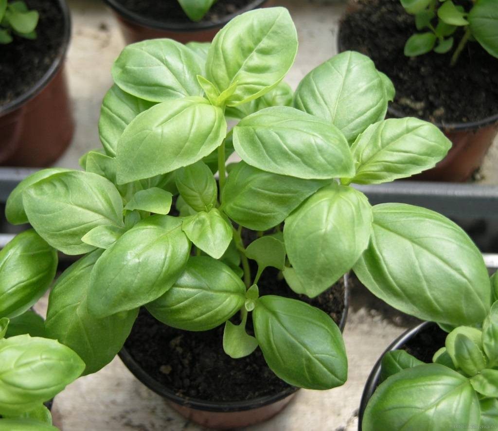 Features of growing basil on a windowsill