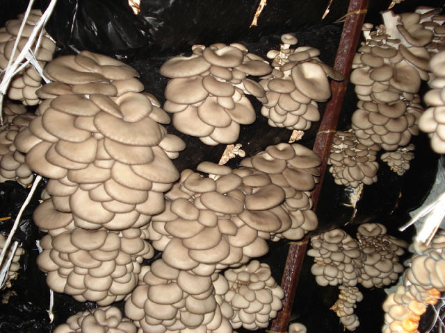 Caracteristicile cultivării ciupercilor într-o seră