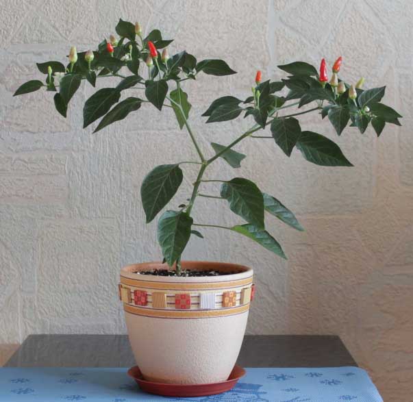 Paprika - vokser hjemme