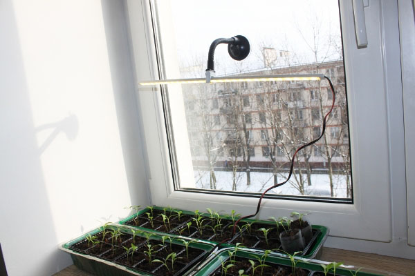 Osvetlenie na pestovanie paradajok na okne