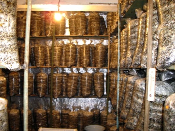 Iluminarea și ventilația camerei pentru cultivarea ciupercilor de stridii