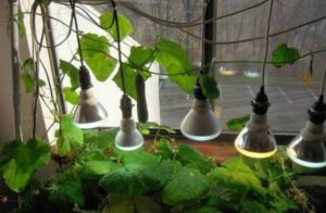 Iluminação para cultivo de pepinos no peitoril da janela
