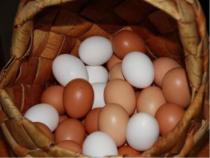 What determines the color of a chicken egg shell