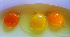 What determines the color of the yolk of a chicken egg