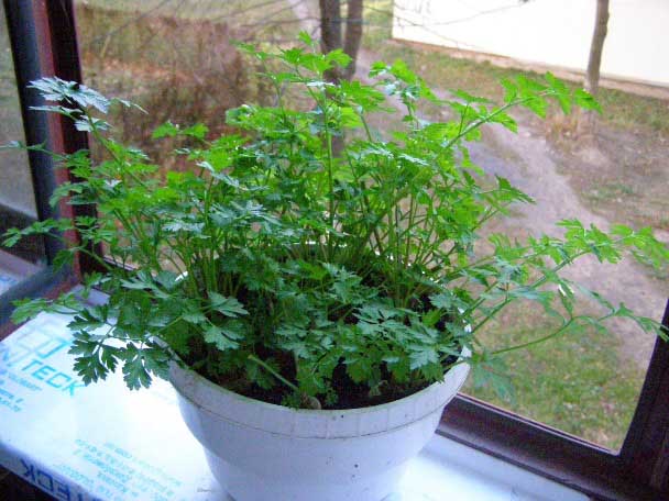 Parsley on the window in the apartment