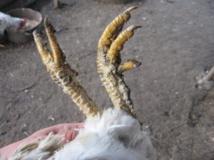 Why do chickens form growths on their paws?
