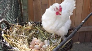 Why chickens lay eggs with blood inside