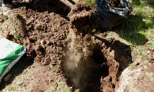 Soil for planting apple trees in spring