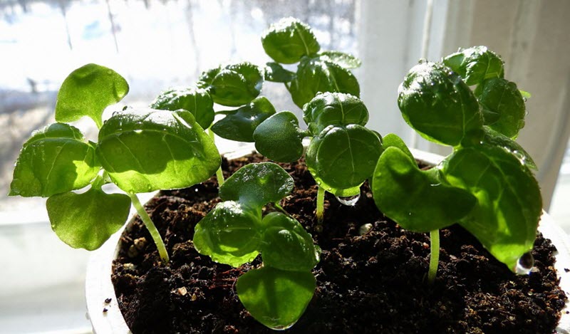 Jord til dyrkning af basilikum på en vindueskarm