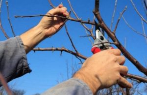 Подготовка на резници за присаждане на ябълкови дървета през пролетта