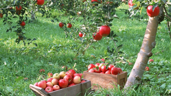 قمة الصلع لأشجار التفاح في الربيع