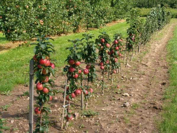 Plantning af plettede æbletræer om foråret, afstanden mellem træerne