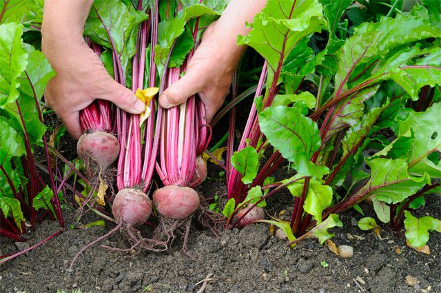 Beet harvesting rules and storage features