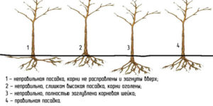 Correct planting of an apple tree in spring
