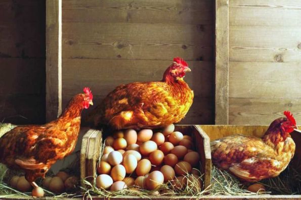 Correct maintenance of chickens from pecking eggs