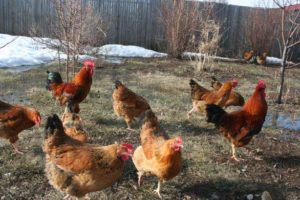 Correct walking of chickens so that they do not peck their eggs