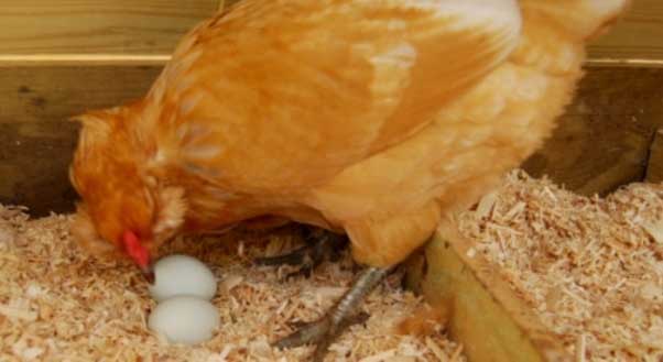 Raisons de picorer leurs œufs avec des poulets