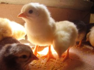 Λόγοι ραμφίσματος στα κοτόπουλα - ανισορροπία βιταμινών και μετάλλων