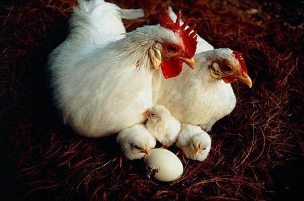 Prevention of the appearance of blood inside and on the shell of chicken eggs