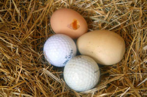 Golfbollar för att stoppa en kyckling från att plocka ägg