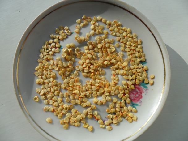 Pepper seeds for growing on a windowsill