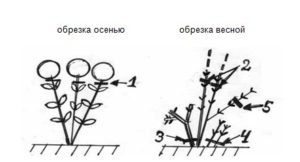 Schéma d'élagage des hortensias arboricoles au printemps et en automne