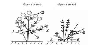 Schéma prerezávania hortenzie veľkolistej na jar a na jeseň