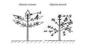 Schéma prořezávání hortenzie laty na jaře a na podzim