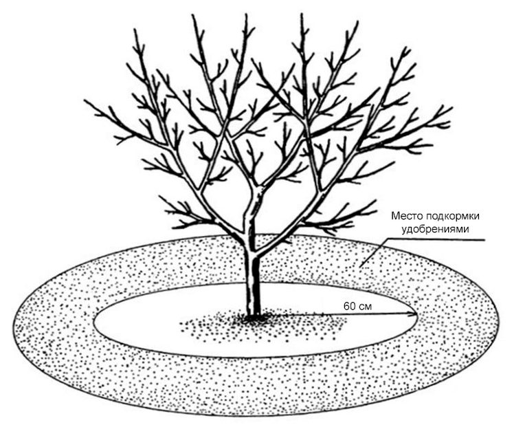 Ābolu koku barošanas shēma pavasarī
