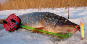 Matériel de pêche au brochet sur un équilibreur en hiver