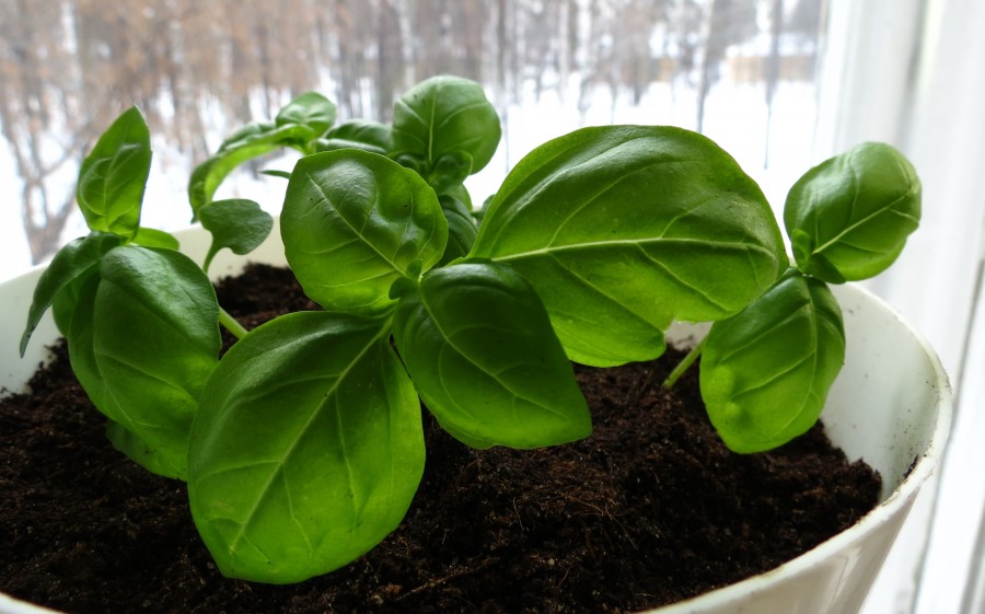 Basil varieties for growing at home on a windowsill