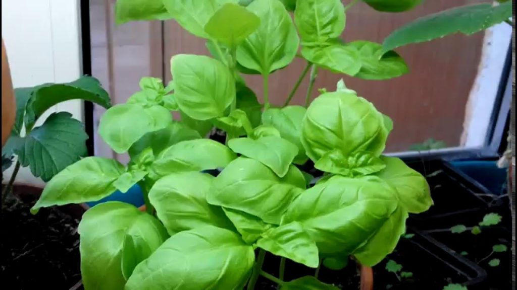Basilikumvarianter for dyrking på vinduskarmen
