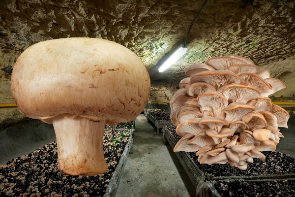 Variétés de champignons à cultiver au sous-sol