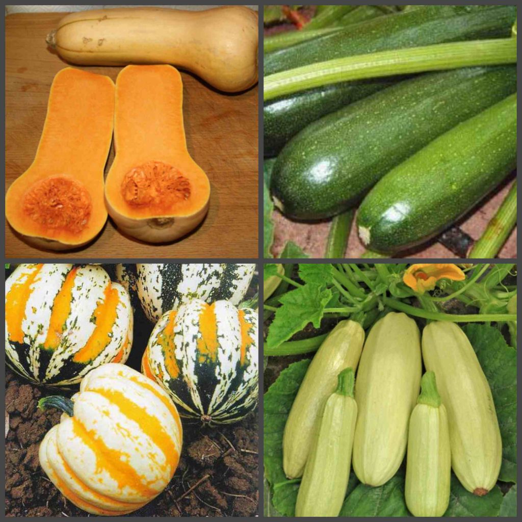 Varietà di zucchine adatte al lungo rimessaggio invernale