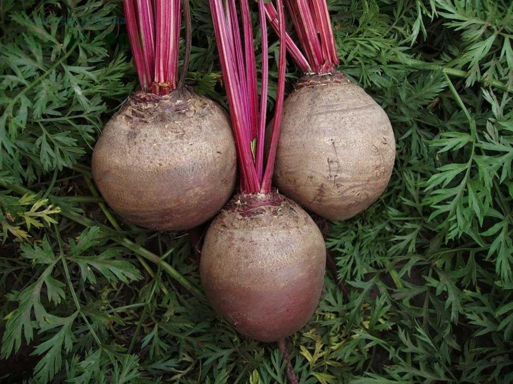 Beet varieties that can be stored at home during the winter