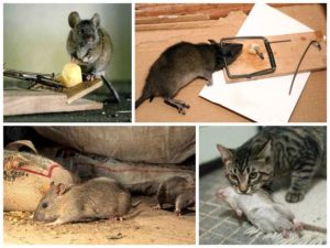 Sposoby walki i pozbycia się szczurów i myszy w kurniku
