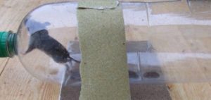 Comment se débarrasser des rats et des souris dans un poulailler