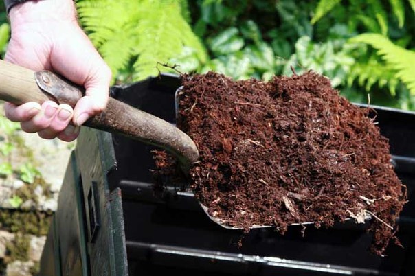 Substrate for planting apple trees in spring