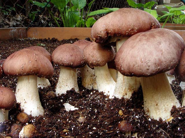 Substrat pentru cultivarea ciupercilor porcini într-o seră