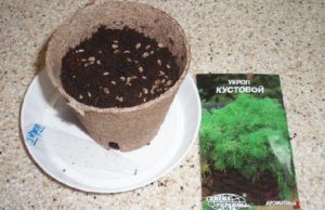 Substrat untuk menanam dill pada musim sejuk di tingkap
