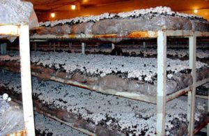 La technologie de la culture des champignons au sous-sol