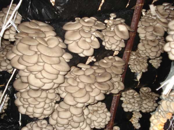 Tehnologie pentru cultivarea ciupercilor de stridii la subsol
