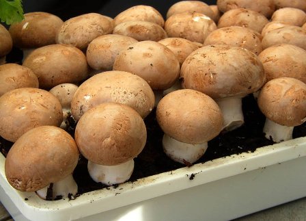Îngrijirea ciupercilor porcini atunci când sunt cultivate într-o seră