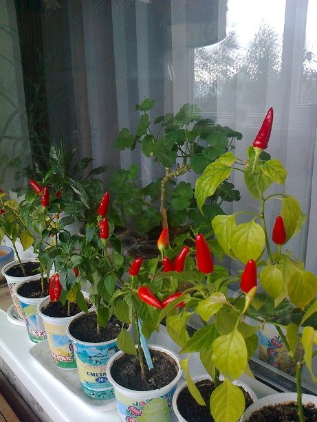 Taking care of hot peppers on the windowsill