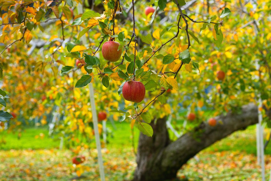 Elma bahar bakımı ve haşere kontrolü
