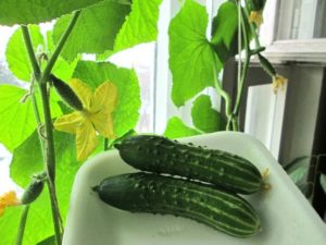 Harvest cucumbers on the window in the apartment