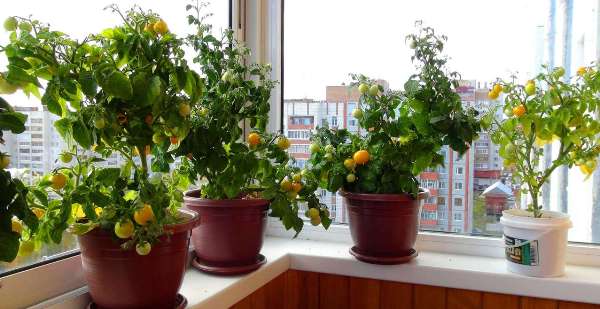 In what pots to grow tomatoes on the windowsill