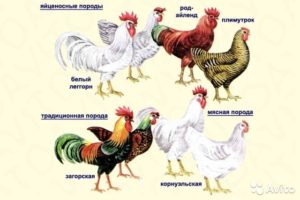 Influence of the breed of chickens on the color of the eggshell