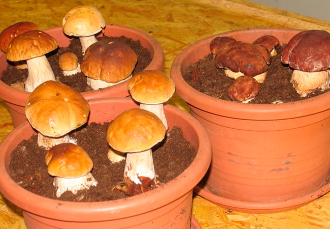 Cultivarea ciupercilor porcini acasă într-o seră